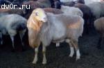 продам курдючных овец