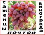Саженцы винограда 2-х летние корнесобственые 90 десертных комплексно-устойчивы� � сортов-почтой.