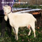 Коза Ламанчи и 2 козла, г. Москва