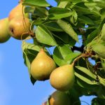 5 проверенных способов увеличить урожайность груши